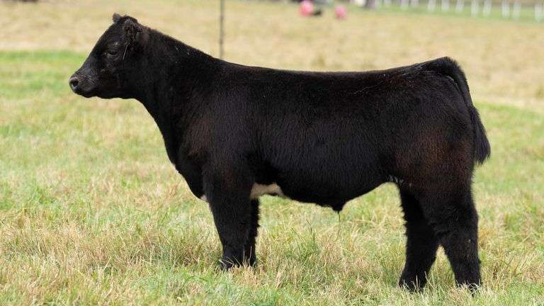 TAG 38 STEER