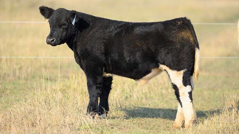 TAG 88 STEER