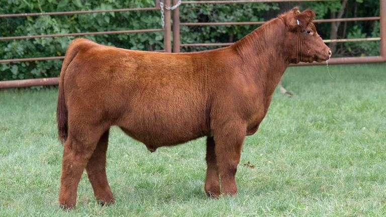 TAG 1318 STEER