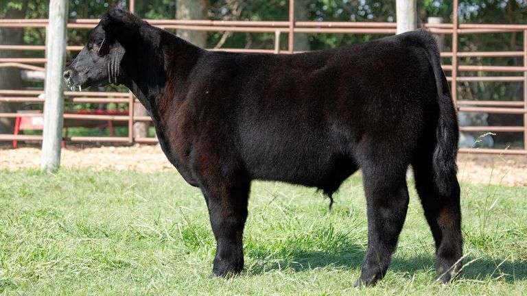TAG 20 STEER