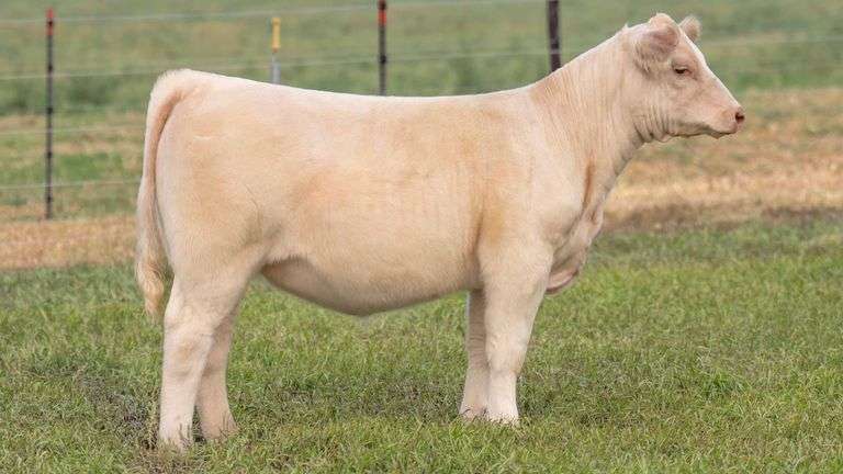 TAG 2 HEIFER