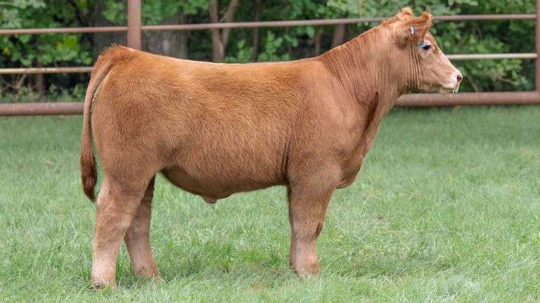 TAG 1719 STEER