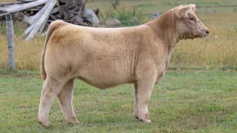 TAG 343 HEIFER