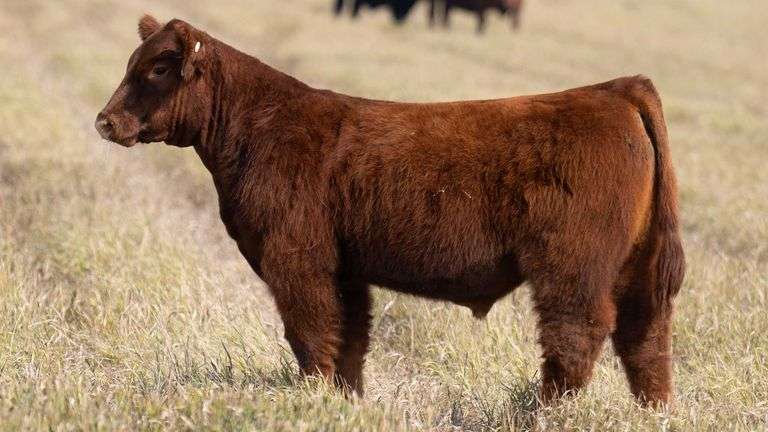 TAG 49 STEER
