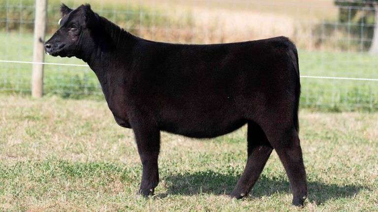 TAG 5 HEIFER