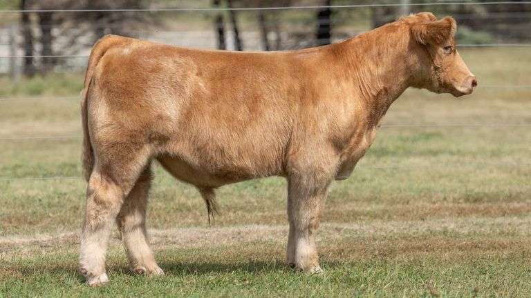 TAG 39 STEER