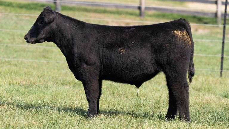 TAG 62 STEER