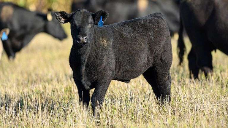 TAG 81 STEER