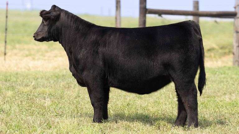 TAG 10 HEIFER
