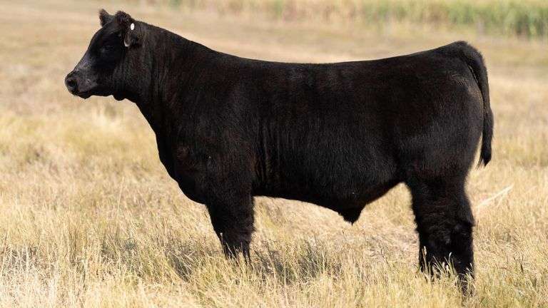TAG 67 STEER
