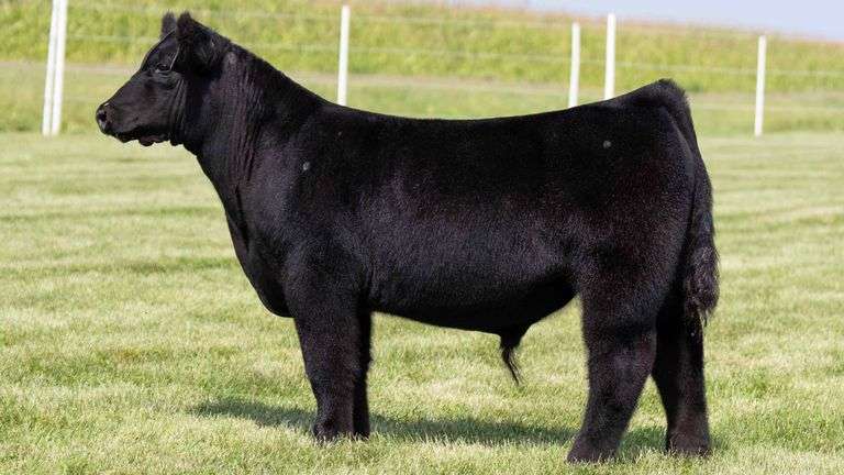 TAG 7 STEER
