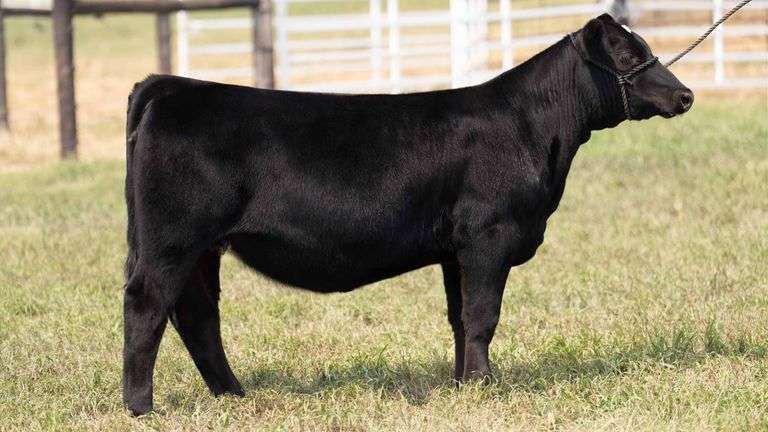 TAG 6 HEIFER