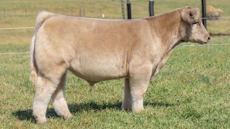 TAG 3 STEER