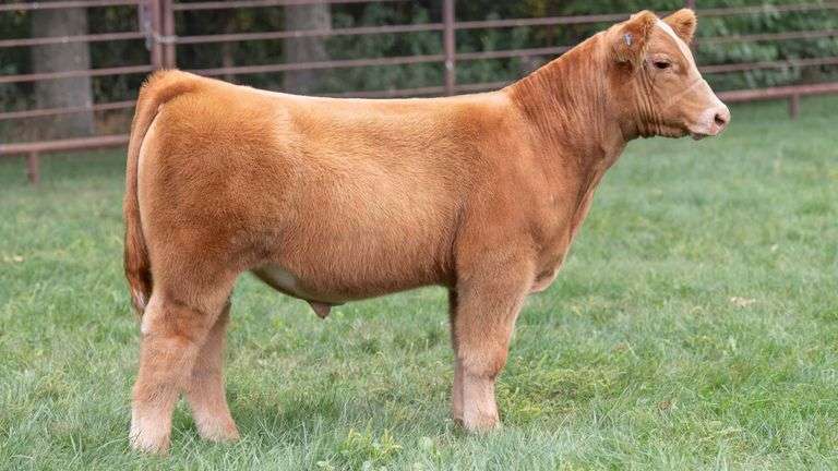 TAG 1823 STEER