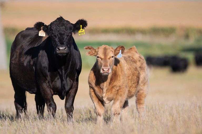 TAG 77 STEER