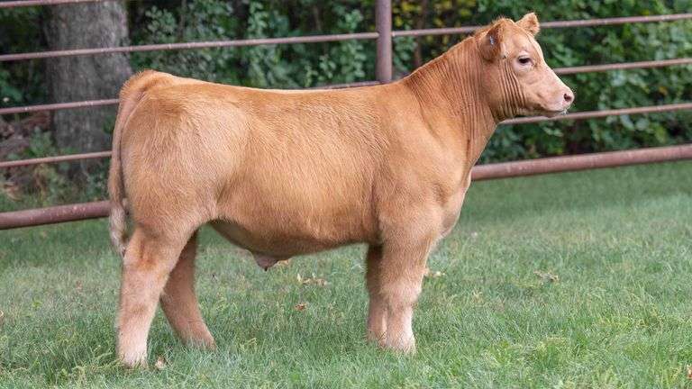 TAG 1832 STEER