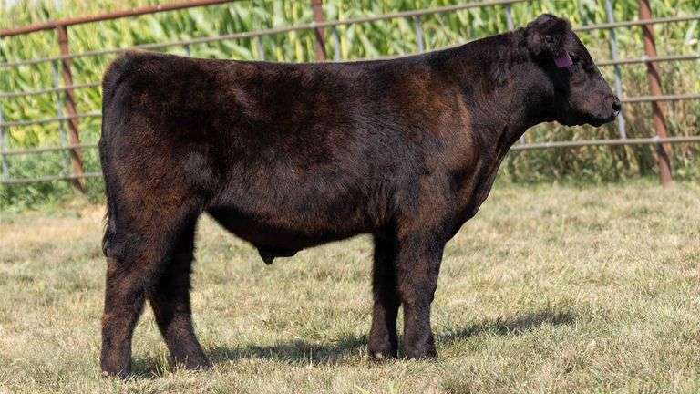 TAG 31 STEER