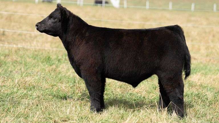 TAG 5 STEER