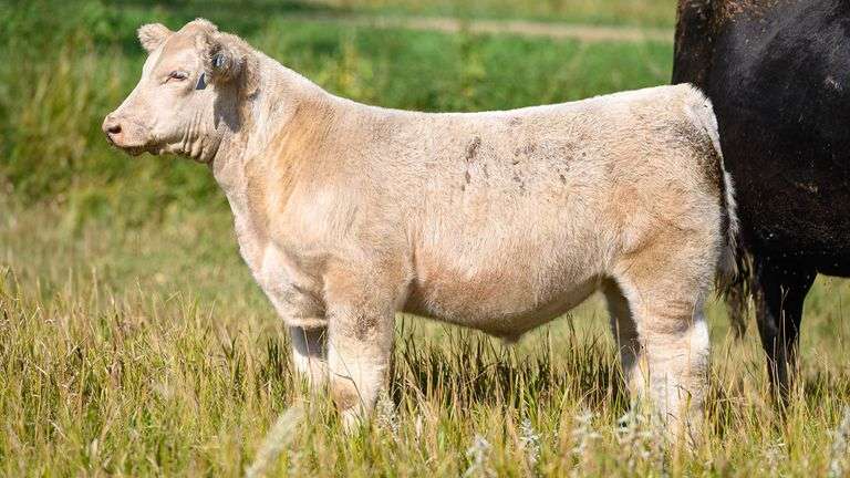 TAG 56 STEER