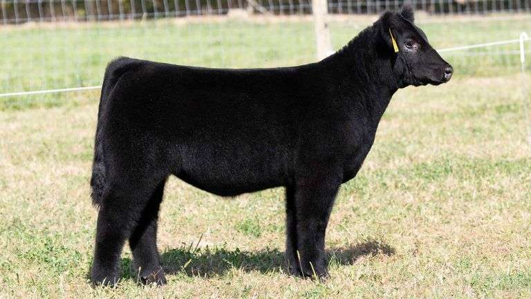 TAG 1Z HEIFER