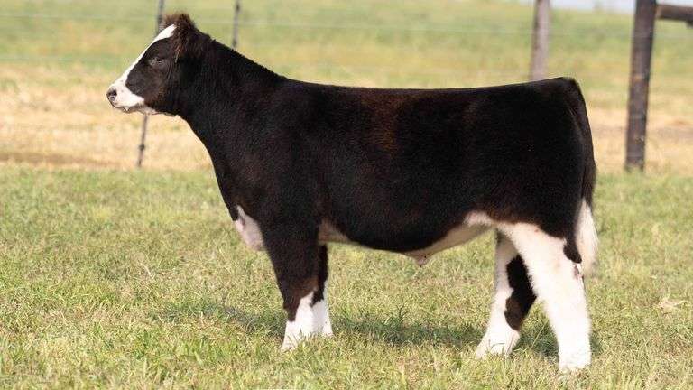 TAG 15 STEER