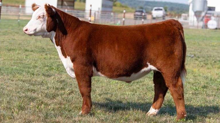 TAG 5 STEER