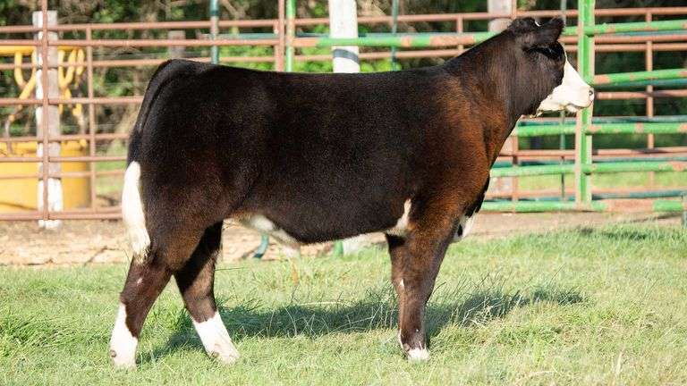 TAG 8 STEER
