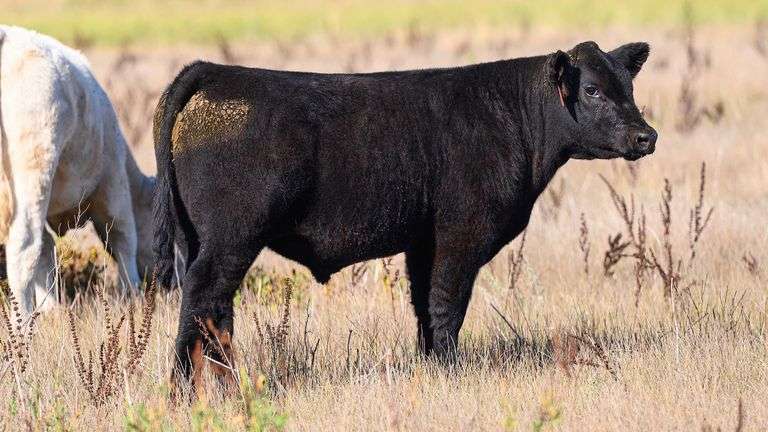 LOT 53  STEER