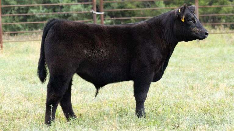 TAG 690 STEER