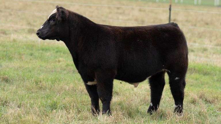 TAG 40 STEER