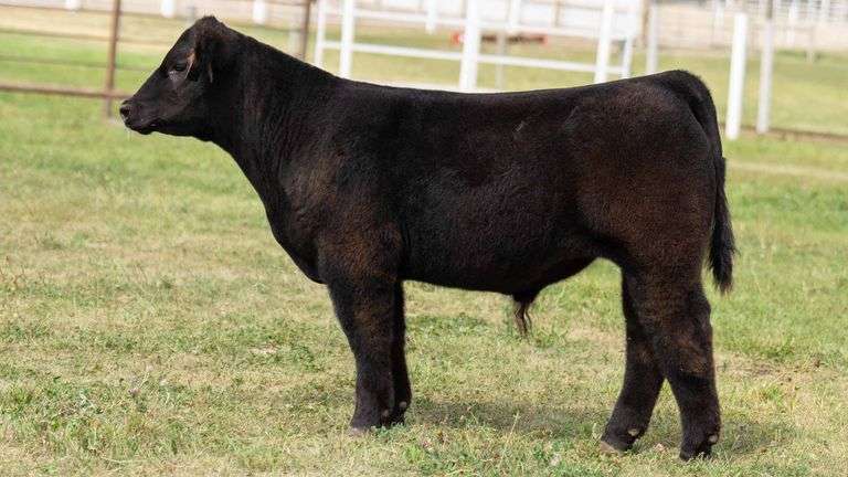 TAG 20 STEER