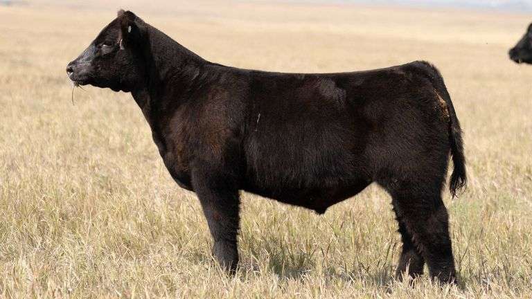 TAG 54 STEER