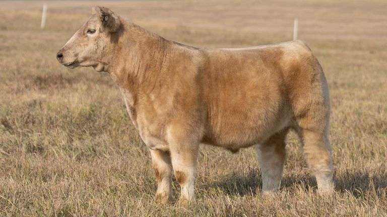 TAG 66 STEER