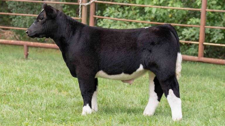 TAG 527 STEER
