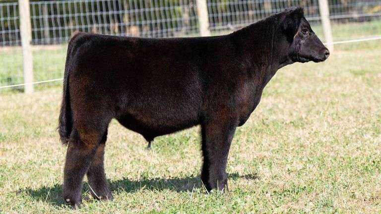 TAG 7 STEER