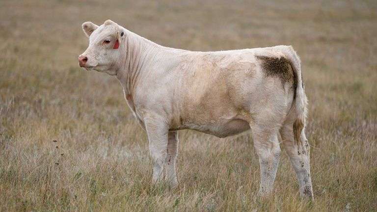 LOT 19 HEIFER