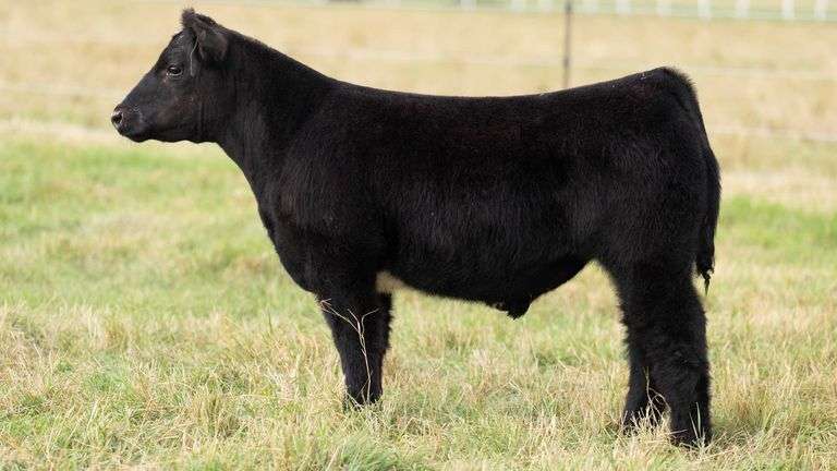 TAG 3 STEER