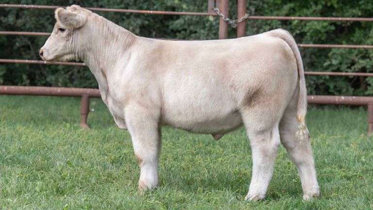 TAG 1837 STEER