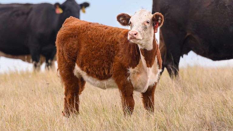 LOT 42 HEIFER