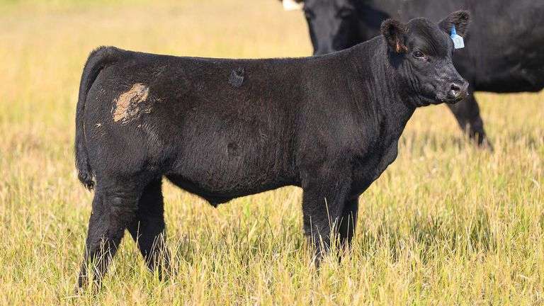 TAG 49 STEER