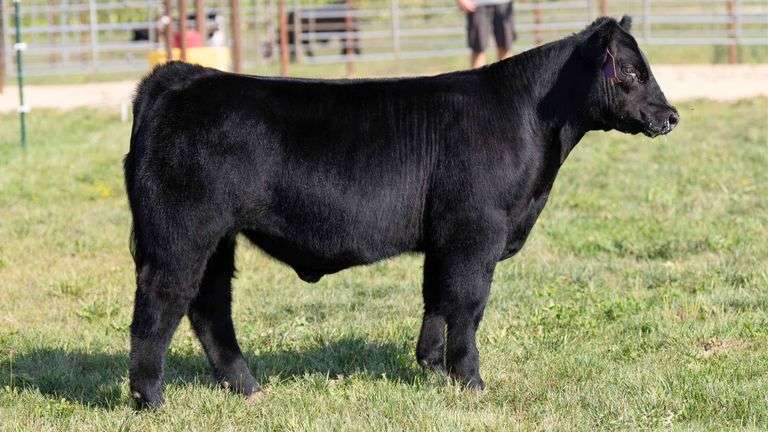 TAG 3 STEER