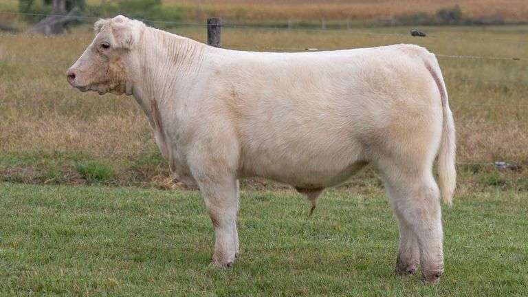 TAG 848 STEER