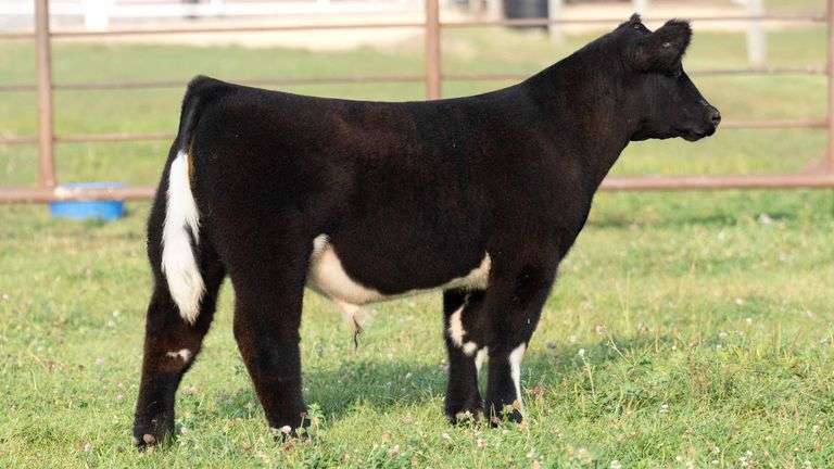 TAG 13 STEER