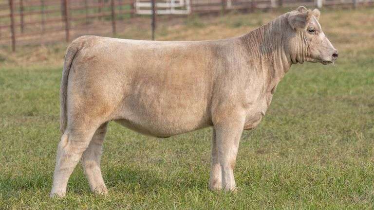 TAG 3 HEIFER