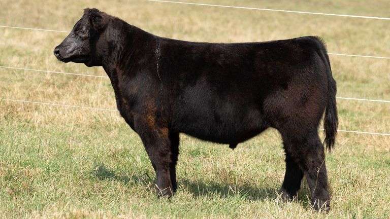 TAG 35 STEER