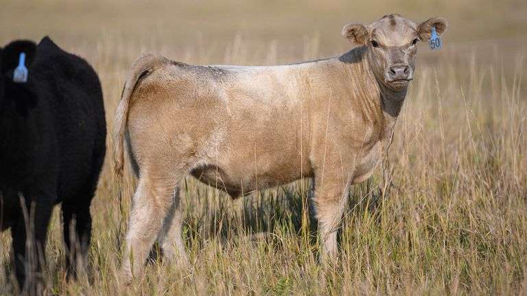 TAG 50 STEER