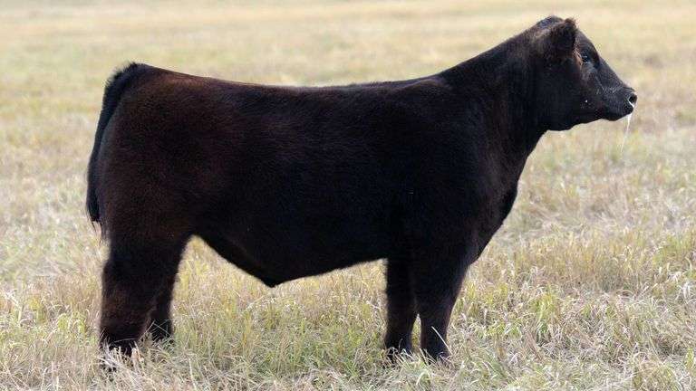 TAG 58 STEER