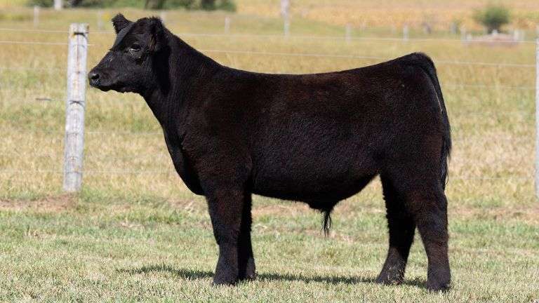 TAG 757 STEER