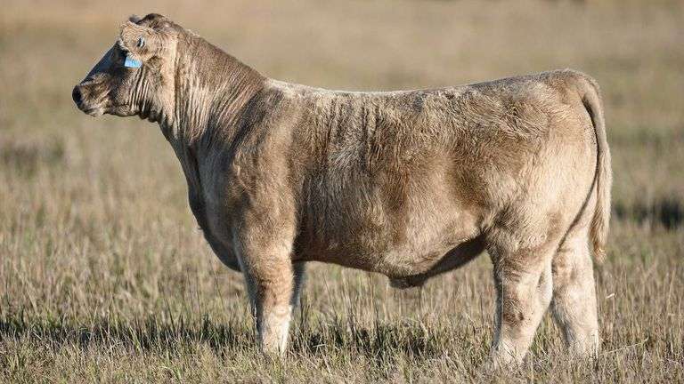 TAG 57 STEER