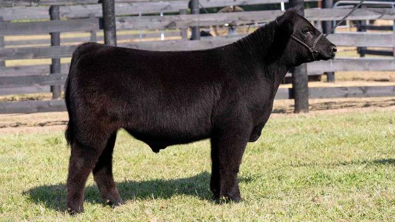 TAG 10 STEER